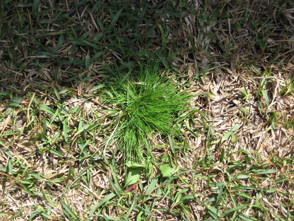 Centipede preemergent Lawn Care Forum